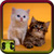 Free Kittens Wallpapers icon