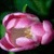 Pink Tulip Live Wallpaper icon