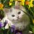 Wallpaper Cute Cat HD icon