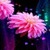 Beautiful Pink Flower LWP icon