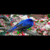 BEAUTIFUL BIRDS HD WALLPAPER app for free