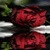 Red Rose Reflection LWP icon