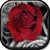 Red Roses icon