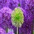 Beautiful Dandelion Flower Live Wallpaper icon