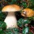 Mushrooms gallery icon