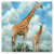 Largest Zoos in the World app for free
