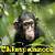Chimpanzees icon