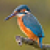 Bird Species icon