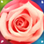 Pink Rose Live Wallpapers icon