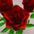 Red rose bud Wallpaper HD icon