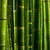 Bamboo Live Wallpaper icon