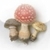 Wild Mushrooms of North America and Europe by Roger Phillips icon