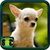 Cute Dogs Pictures icon