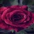 Watery Rose Live Wallpaper icon