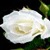 White Rose Shine LWP icon