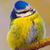 Blue Tit Bird Live Wallpaper icon