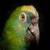 Parrot around the world 4k  icon