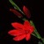 Red Flower Lwp icon