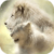 Lion Couple Live Wallpaper icon