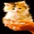 Cat Baby Live Wallpaper icon
