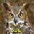 Owls icon
