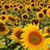 Sunflowers Field Live Wallpaper icon
