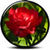Encyclopedia of Rose icon