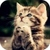 Cute Cats Live Wallpaper 3D icon