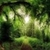 Forest beautiful wallpaper HD  icon