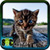 Free Cat Photos icon