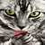 Grey Cat Live Wallpaper icon