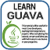 Learn Guava v2 icon