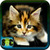 Free Kitten Wallpapers icon