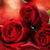 Red Rose Live Wallpaper 2 app for free