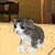 Kitten Cat Simulator 3D Craft icon