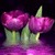 Purple Tulip Live Wallpaper icon