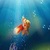 Goldfish In Deep Blue Sea Live Wallpaper icon