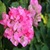 Bougainvillea Flowers Onet Classic Game icon