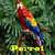 Parrot Lite  icon