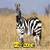 Zebra Lite  icon