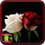 Rose HD Wallpaper icon