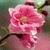 Pink Flower Swing Live Wallpaper icon