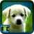 Baby Dogs Pictures icon