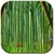 Butterflies in the bamboo fore lwp icon