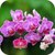 Orchid Live Wallpaper 3D icon