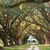 Road inside trees Wallpaper HD icon