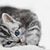 Cute Gray Cat Live Wallpapers icon
