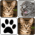 Cats Memory Game 2015 icon