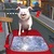 crazy piggies 3d simulator icon