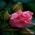 Pink Rose In Rain Live Wallpaper icon